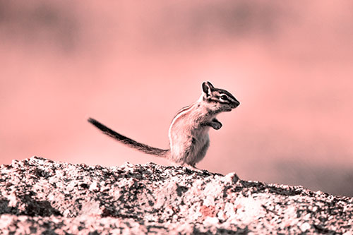 Straight Tailed Standing Chipmunk Clenching Paws (Red Tone Photo)