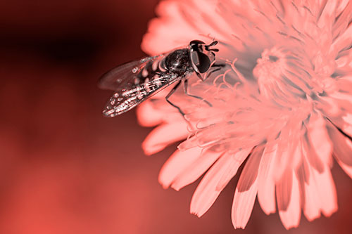 Striped Hoverfly Pollinating Flower (Red Tone Photo)