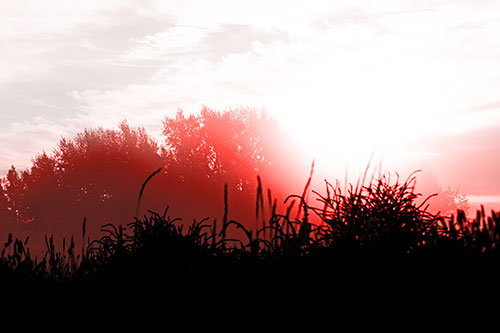 Sun Rises Beyond Fog Filled Treeline (Red Tone Photo)