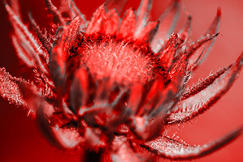 Sunflower Bud Unfurling Towards Sunlight (Red Tone Photo)