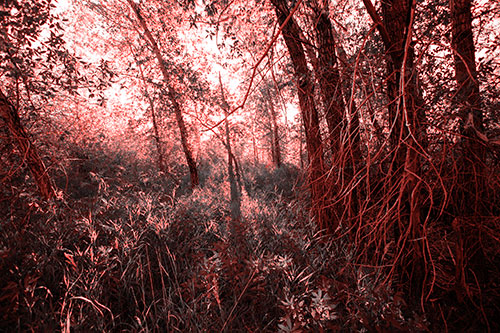 Sunlight Bursts Through Shaded Forest Trees (Red Tone Photo)