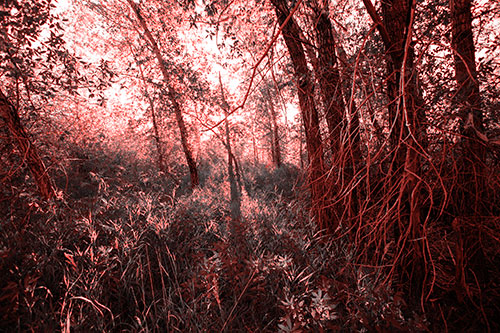 Sunlight Bursts Through Shaded Forest Trees (Red Tone)