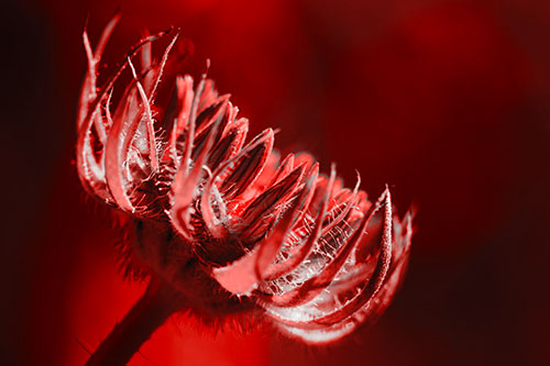 Sunlight Enters Spiky Unfurling Sunflower Bud (Red Tone Photo)