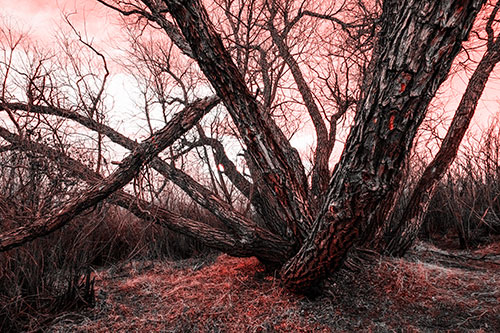 Sunlight Peeking Through Twisting Tree Trunks (Red Tone)