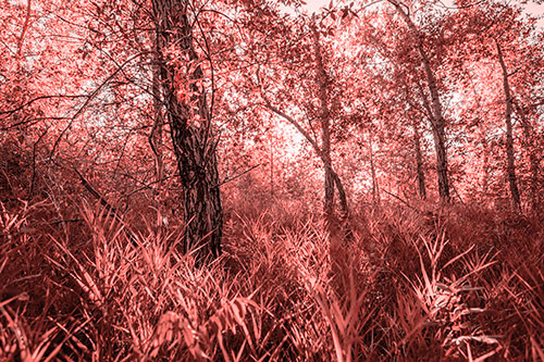 Sunrise Casts Forest Tree Shadows (Red Tone Photo)