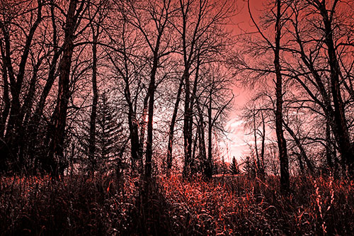 Sunrise Through Snow Covered Trees (Red Tone Photo)