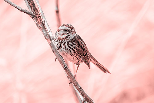 Surfing Song Sparrow Rides Tree Branch (Red Tone Photo)