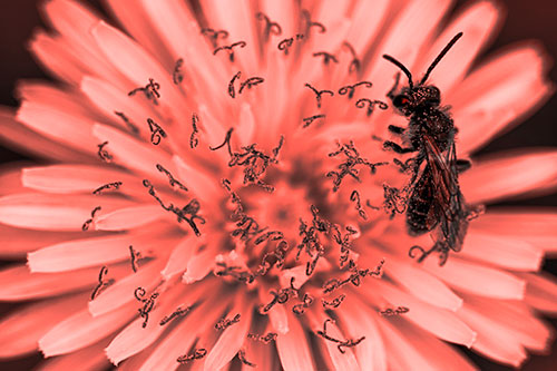 Sweat Bee Collecting Dandelion Pollen (Red Tone Photo)