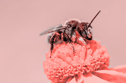 Sweat Bee Collecting Pollen Off Sneezeweed Flower (Red Tone)