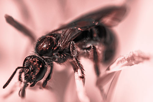 Sweat Bee Enjoying Primrose Flower Pollen (Red Tone)
