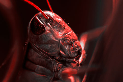 Sweaty Grasshopper Seeking Shade (Red Tone Photo)