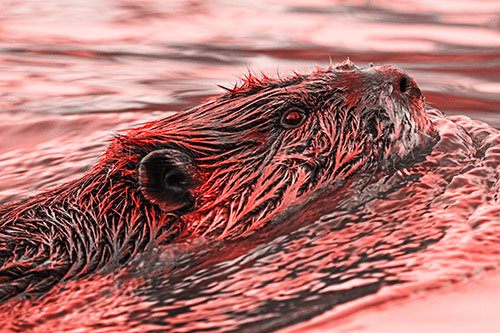 Swimming Beaver Keeping Head Above Water (Red Tone Photo)