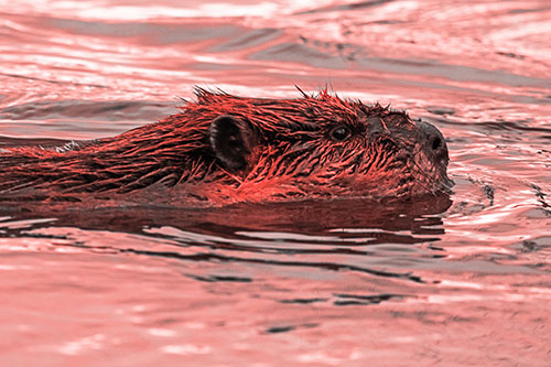 Swimming Beaver Patrols River Surroundings (Red Tone Photo)