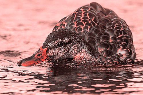 Swimming Female Mallard Duck Hunched Over (Red Tone)
