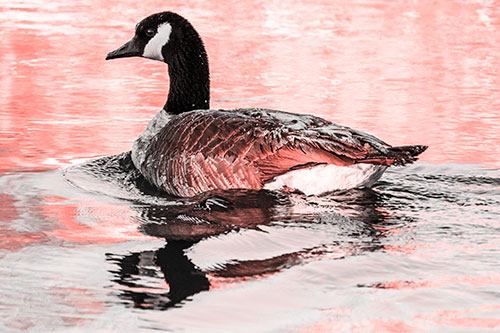 Swimming Goose Ripples Through Water (Red Tone)
