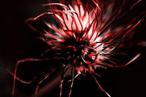 Swirling Pasque Flower Seed Head (Red Tone Photo)