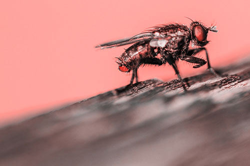 Tachinid Fly Curling Arm Among Sloping Wood (Red Tone)