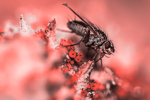 Tachinid Fly Terrorizing Aphids Among Milkweed Pod (Red Tone)