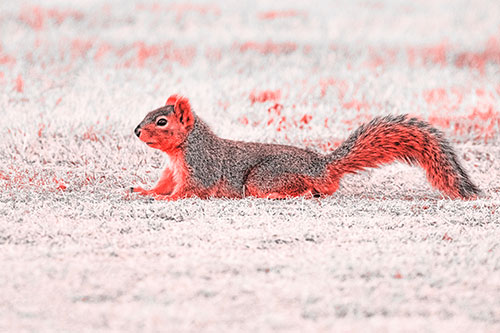 Tail Wagging Squirrel Sitting Among Dead Grass (Red Tone)