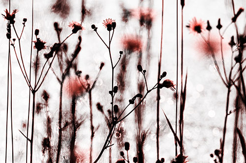 Tall Towering Stemmed Dandelion Flowers (Red Tone Photo)
