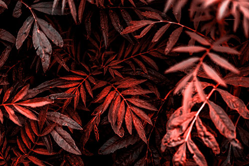 Tattered Fern Plants Emerge From Darkness (Red Tone Photo)