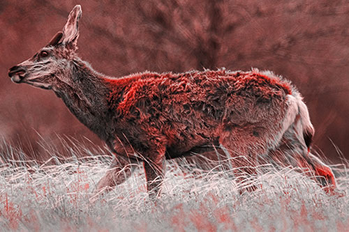Tense Faced Mule Deer Wanders Among Blowing Grass (Red Tone Photo)