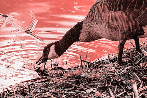 Thirsty Canadian Goose Drinking Water Along Shore (Red Tone)