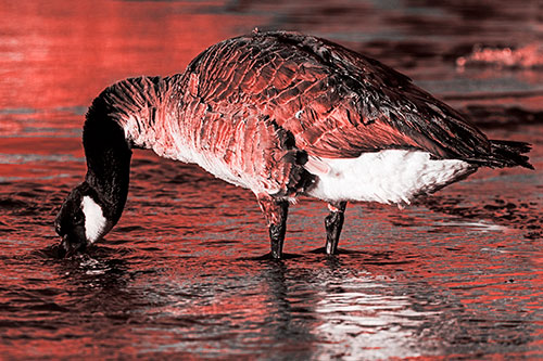 Thirsty Goose Drinking Ice River Water (Red Tone Photo)