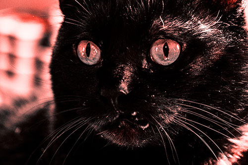 Thirsty Wide Eyed Black Cat (Red Tone)