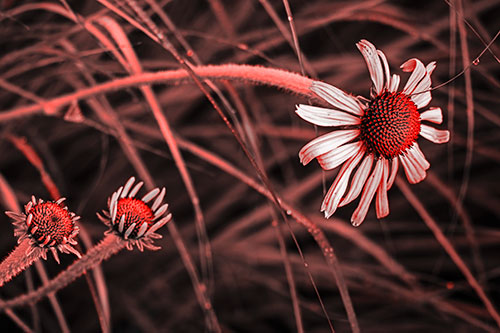 Three Blossoming Coneflowers Among Light Dewy Grass (Red Tone Photo)