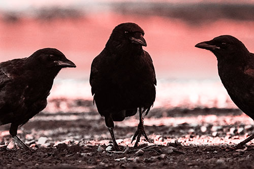 Three Crows Plotting Their Next Move (Red Tone Photo)