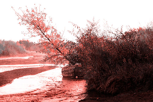 Tilted Fall Tree Over Flowing River (Red Tone Photo)