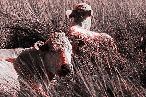 Tired Cows Lying Down Among Grass (Red Tone Photo)