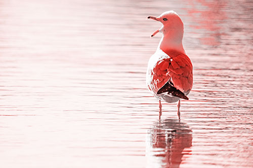 Tired Seagull Yawning Among Shallow Water (Red Tone)