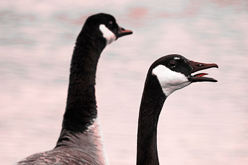 Tongue Screaming Canadian Goose Honking Towards Intruders (Red Tone Photo)