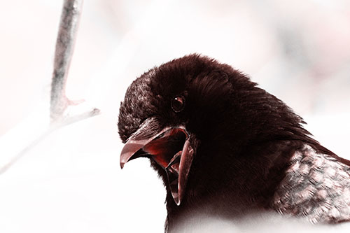 Tongue Screaming Crow Among Light (Red Tone Photo)