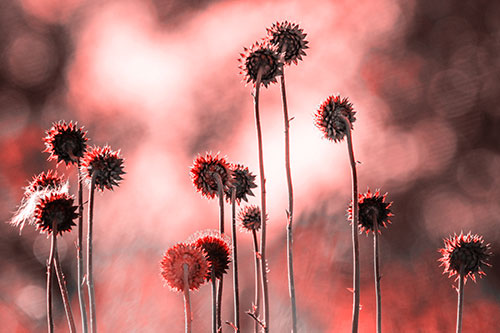 Towering Nodding Thistle Flowers From Behind (Red Tone Photo)