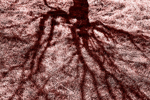 Tree Branch Shadows Creepy Crawling Over Dead Grass (Red Tone Photo)