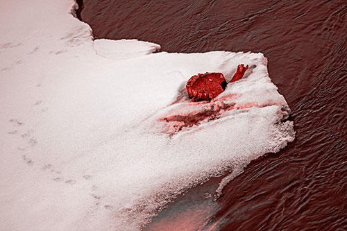 Tree Stump Eyed Snow Face Creature Along River Shoreline (Red Tone Photo)