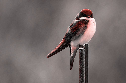 Tree Swallow Keeping Watch (Red Tone Photo)