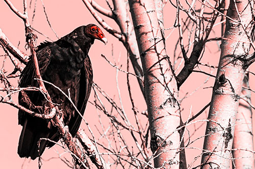 Turkey Vulture Perched Atop Tattered Tree Branch (Red Tone Photo)