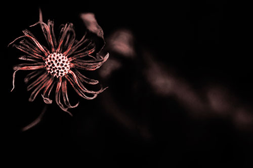 Twirling Aster Flower Among Darkness (Red Tone Photo)