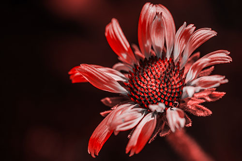 Twirling Petal Coneflower Among Shade (Red Tone Photo)