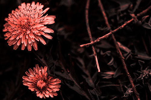 Two Blooming Taraxacum Flowers (Red Tone Photo)