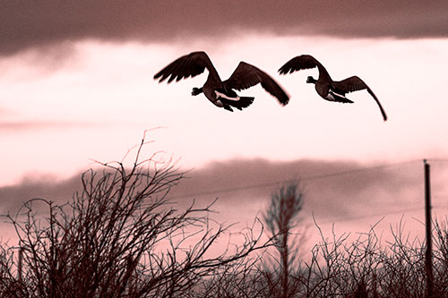 Two Canadian Geese Flying Over Trees (Red Tone Photo)