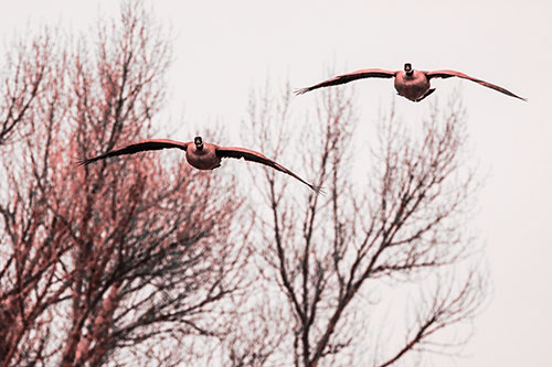 Two Canadian Geese Honking During Flight (Red Tone Photo)