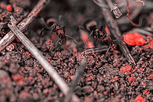 Two Carpenter Ants Working Hard Among Soil (Red Tone Photo)