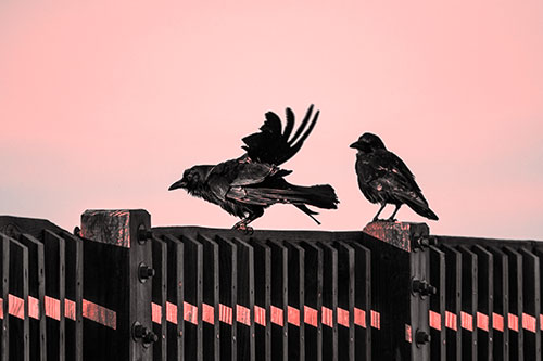 Two Crows Gather Along Wooden Fence (Red Tone Photo)
