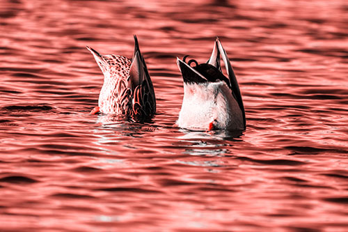 Two Ducks Upside Down In Lake (Red Tone Photo)