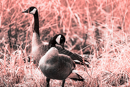 Two Geese Contemplating A Swim In Lake (Red Tone Photo)